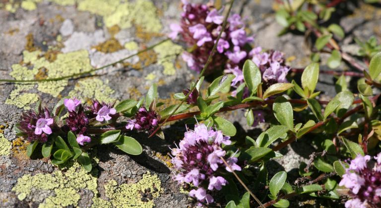 Дегустационная лекция «Garrigue. Пряный аромат Средиземноморья»